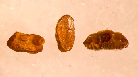 Dokumentasi USNM V13192 dengan identifikasi pada sumber Phoebodus sophiae. Isi dan label gambar dipertahankan.