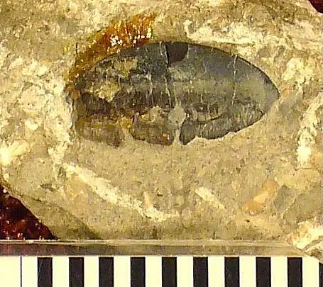 Dokumentasi USNM V15025 dengan identifikasi pada sumber Polyrhizodus williamsi. Isi dan label gambar dipertahankan.