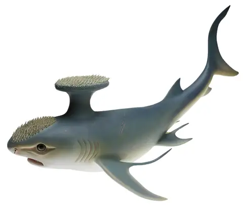 Model hiu Stethacanthus altonensis, koleksi P 231240.