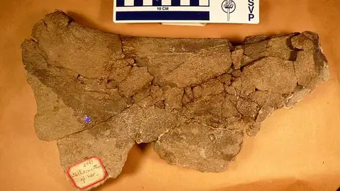 Dokumentasi USNM V3481 dengan identifikasi pada sumber Stethacanthus productus. Isi dan label gambar dipertahankan.