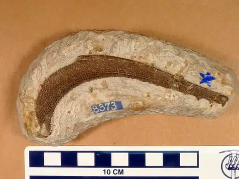 Dokumentasi USNM V8373 dengan identifikasi pada sumber Physonemus arcuatus. Isi dan label gambar dipertahankan.