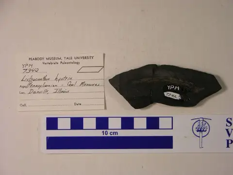 Dokumentasi YPM VP 007342 dengan identifikasi pada sumber Listracanthus hystrix. Isi dan label gambar dipertahankan.