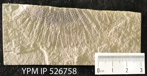 Dokumentasi YPM IP 526758 dengan identifikasi pada sumber Lepidasterella montanensis. Isi dan label gambar dipertahankan.