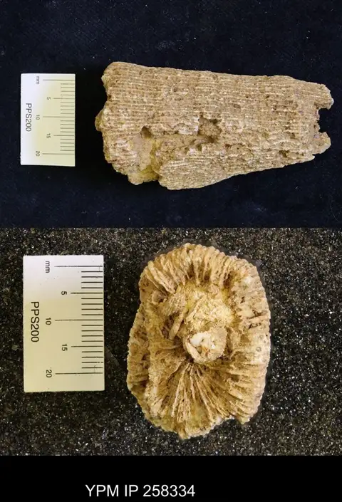 Dokumentasi YPM IP 258334 dengan identifikasi pada sumber Diplaraea arbuscula. Isi dan label gambar dipertahankan.