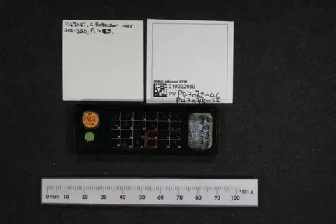 Dokumentasi PV P 47033 dengan identifikasi pada sumber Lonchidion breve. Isi dan label gambar dipertahankan.
