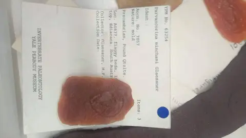Dokumentasi YPM IP 063254 dengan identifikasi pada sumber Parvancorina minchami. Isi dan label gambar dipertahankan.
