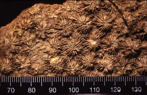 Dokumentasi YPM IP 150585 dengan identifikasi pada sumber Montlivaltia smithi. Isi dan label gambar dipertahankan.