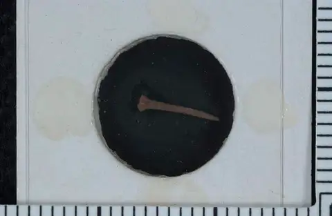 Dokumentasi USNM PAL104235 dengan identifikasi pada sumber Somphocrinus mexicanus. Isi dan label gambar dipertahankan.