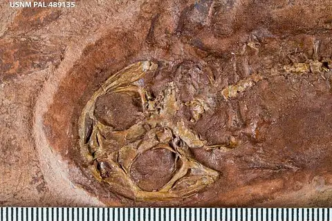 Dokumentasi USNM PAL489135 dengan identifikasi pada sumber Gerobatrachus hottoni. Isi dan label gambar dipertahankan.