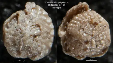 Dokumentasi USNM CC64167 dengan identifikasi pada sumber Nummulitella polystylata. Isi dan label gambar dipertahankan.