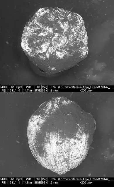 Dokumentasi USNM PAL179147 dengan identifikasi pada sumber Applinocrinus cretaceus. Isi dan label gambar dipertahankan.