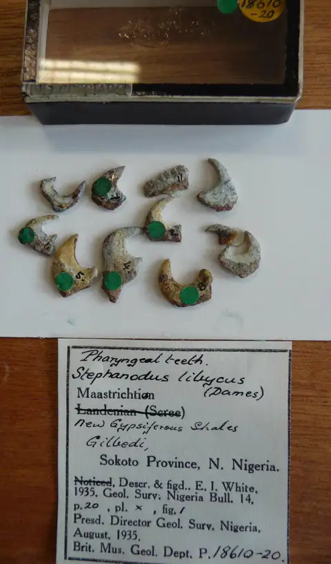 Dokumentasi PV P 18616 dengan identifikasi pada sumber Stephanodus lybicus. Isi dan label gambar dipertahankan.