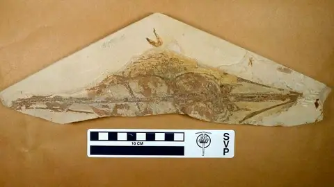 Dokumentasi USNM V21057 dengan identifikasi pada sumber Rhinobatos maronita. Isi dan label gambar dipertahankan.