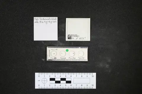 Dokumentasi PV P 66069 dengan identifikasi pada sumber Proheterodontus sylvestris. Isi dan label gambar dipertahankan.