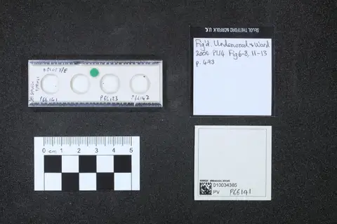 Dokumentasi PV P 66141 dengan identifikasi pada sumber Belemnobatis stahli. Isi dan label gambar dipertahankan.
