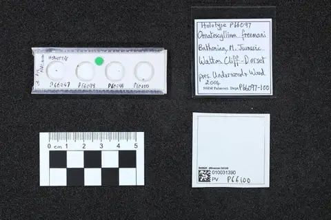 Dokumentasi PV P 66100 dengan identifikasi pada sumber Ornatoscyllium freemani. Isi dan label gambar dipertahankan.