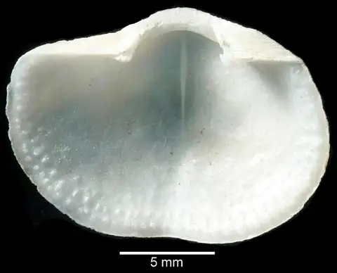 Dokumentasi USNM PAL250992 dengan identifikasi pada sumber Megerlia truncata. Isi dan label gambar dipertahankan.
