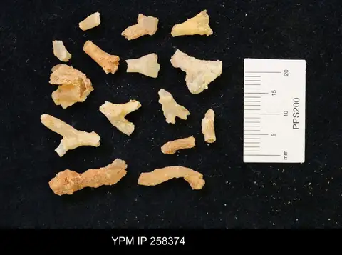 Dokumentasi YPM IP 258374 dengan identifikasi pada sumber Cladophyllia furcifera. Isi dan label gambar dipertahankan.