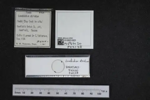 Dokumentasi PV P 47138 dengan identifikasi pada sumber Lonchidion striatum. Isi dan label gambar dipertahankan.