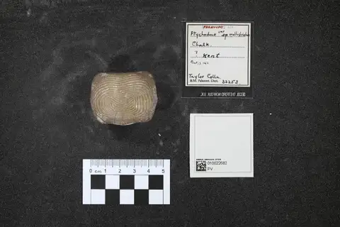 Dokumentasi PV OR 33253 dengan identifikasi pada sumber Ptychodus multistriatus. Isi dan label gambar dipertahankan.