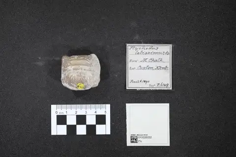 Dokumentasi PV P 6149 dengan identifikasi pada sumber Ptychodus latissimus. Isi dan label gambar dipertahankan.