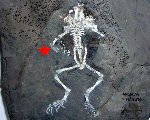 Dokumentasi USNM V12356 dengan identifikasi pada sumber Miopelodytes gilmorei. Isi dan label gambar dipertahankan.