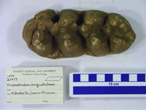 Dokumentasi YPM VP 021413 dengan identifikasi pada sumber Gomphotherium angustidens. Isi dan label gambar dipertahankan.