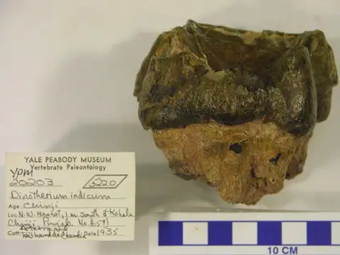 Dokumentasi YPM VP 020203 dengan identifikasi pada sumber Deinotherium indicum. Isi dan label gambar dipertahankan.