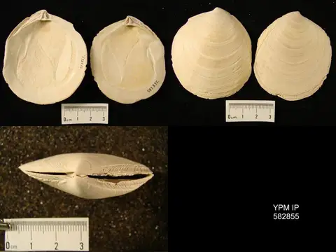 Dokumentasi YPM IP 582855 dengan identifikasi pada sumber Miltha caloosaensis. Isi dan label gambar dipertahankan.