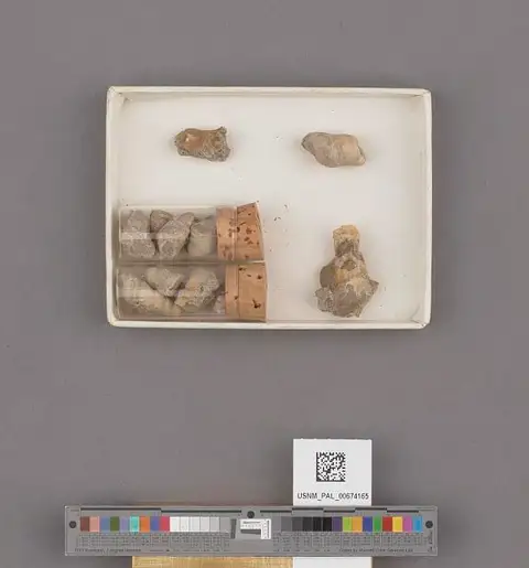 Dokumentasi USNM PAL674165 dengan identifikasi pada sumber Turritella uvasana. Isi dan label gambar dipertahankan.