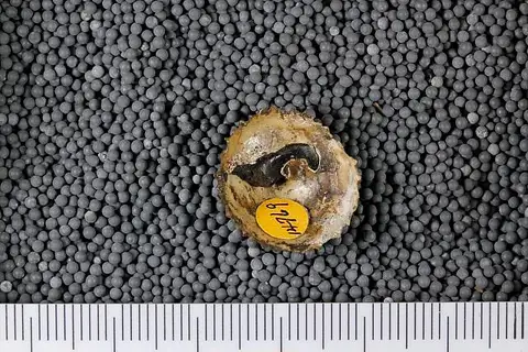 Dokumentasi USNM MO560070 dengan identifikasi pada sumber Trochita radians. Isi dan label gambar dipertahankan.