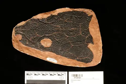 Dokumentasi YPM VP 007827 dengan identifikasi pada sumber Metoposaurus bakeri. Isi dan label gambar dipertahankan.