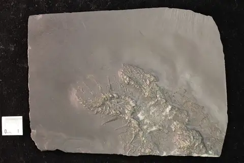 Dokumentasi YPM IP 790976 dengan identifikasi pada sumber Hystrigaster horridus. Isi dan label gambar dipertahankan.