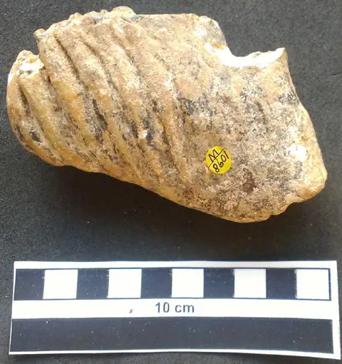 Dokumentasi PV M 8601 dengan identifikasi pada sumber Palaeoloxodon cypriotes. Isi dan label gambar dipertahankan.