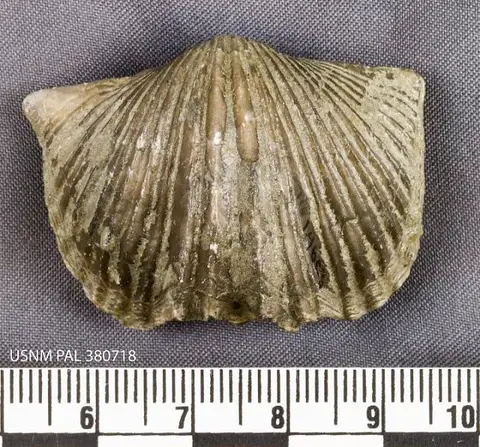Dokumentasi USNM PAL380718 dengan identifikasi pada sumber Platystrophia ponderosa. Isi dan label gambar dipertahankan.
