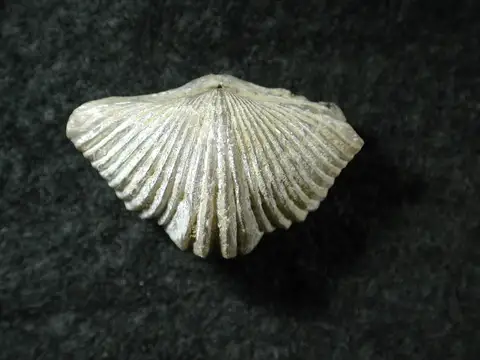 Dokumentasi P 134345 dengan identifikasi pada sumber Platystrophia acutilirata. Isi dan label gambar dipertahankan.