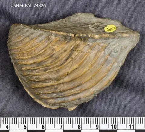Dokumentasi USNM PAL74826 dengan identifikasi pada sumber Trigonia reticulata. Isi dan label gambar dipertahankan.