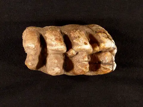 Dokumentasi USNM V11321 dengan identifikasi pada sumber Gomphotherium gratum. Isi dan label gambar dipertahankan.