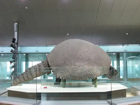 Dokumentasi P 1026 dengan identifikasi pada sumber Glyptodon reticulatus. Isi dan label gambar dipertahankan.