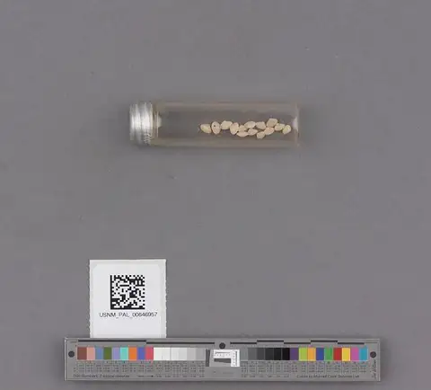 Dokumentasi USNM PAL646957 dengan identifikasi pada sumber Ervilia valhosierr. Isi dan label gambar dipertahankan.