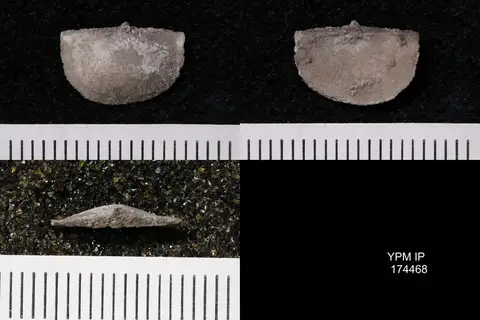 Dokumentasi YPM IP 174468 dengan identifikasi pada sumber Eolissochonetes pseudoliratus. Isi dan label gambar dipertahankan.