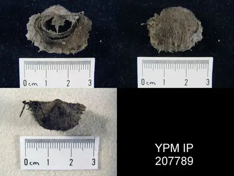 Dokumentasi YPM IP 207789 dengan identifikasi pada sumber Diaphragmus nivosus. Isi dan label gambar dipertahankan.