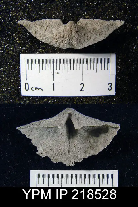 Dokumentasi YPM IP 218528 dengan identifikasi pada sumber Anthracospirifer curvilateralis. Isi dan label gambar dipertahankan.
