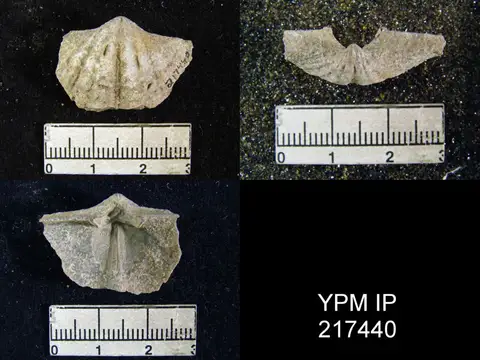 Dokumentasi YPM IP 217440 dengan identifikasi pada sumber Anthracospirifer leidyi. Isi dan label gambar dipertahankan.