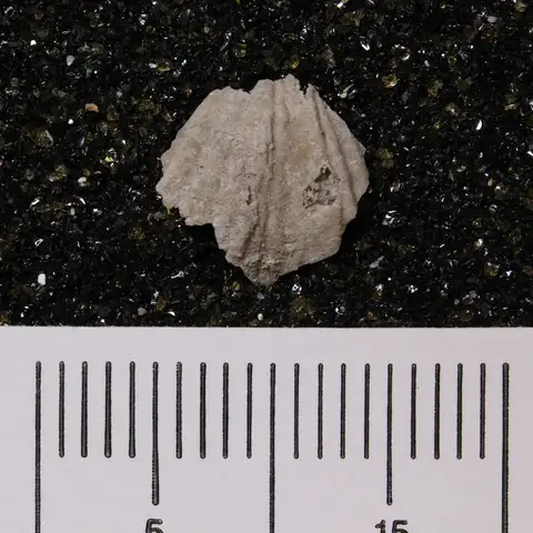 Dokumentasi YPM IP 174475 dengan identifikasi pada sumber Anthracospirifer arcoensis. Isi dan label gambar dipertahankan.