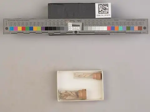 Dokumentasi USNM PAL759791 dengan identifikasi pada sumber Strioterebrum wolfgangi. Isi dan label gambar dipertahankan.