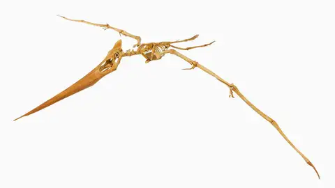 Dokumentasi P 229464 dengan identifikasi pada sumber Pteranodon sternbergi. Isi dan label gambar dipertahankan.