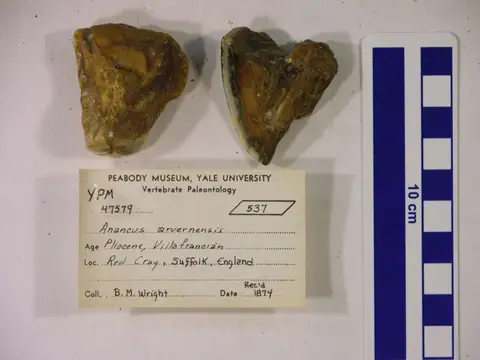 Dokumentasi YPM VP 047579 dengan identifikasi pada sumber Anancus arvernensis. Isi dan label gambar dipertahankan.