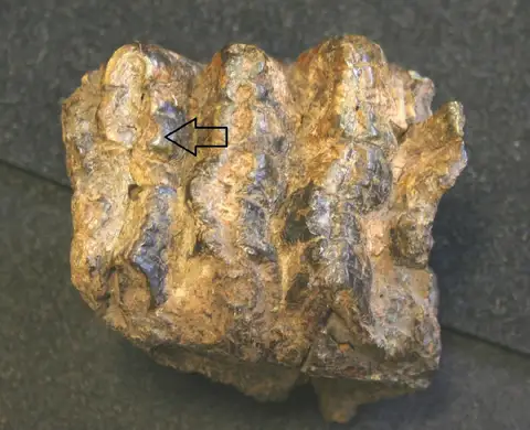 Dokumentasi PV M 25162 dengan identifikasi pada sumber Stegodon kaisensis. Isi dan label gambar dipertahankan.