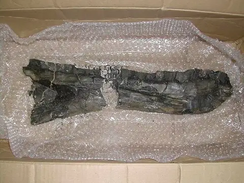 Dokumentasi USNM V8346 dengan identifikasi pada sumber Bistahieversor sealeyi. Isi dan label gambar dipertahankan.